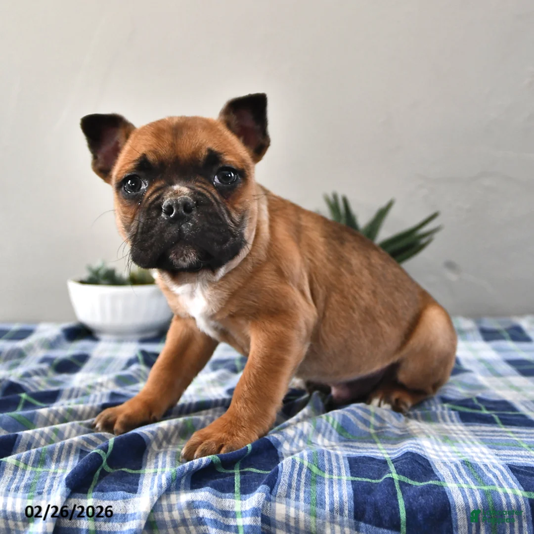 Frenchton dogs for sale: Elliot - Ad 2