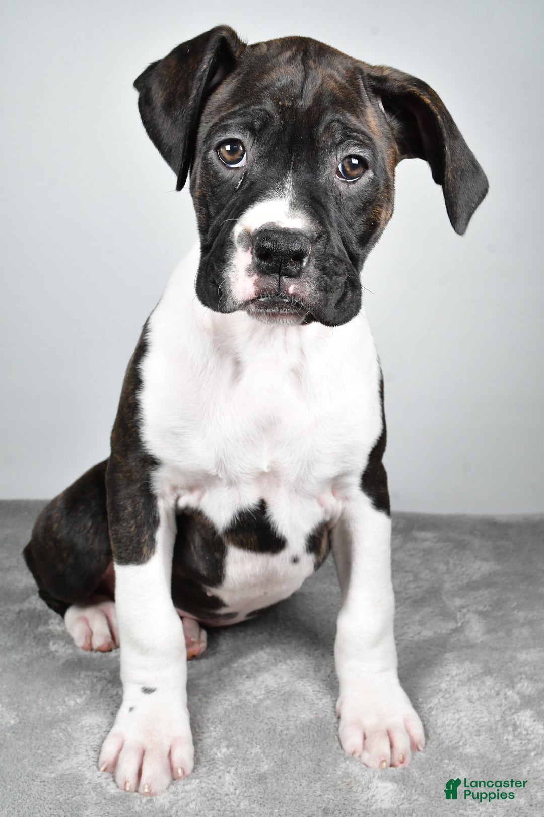 Boxer dogs for sale: Ada - Ad 7