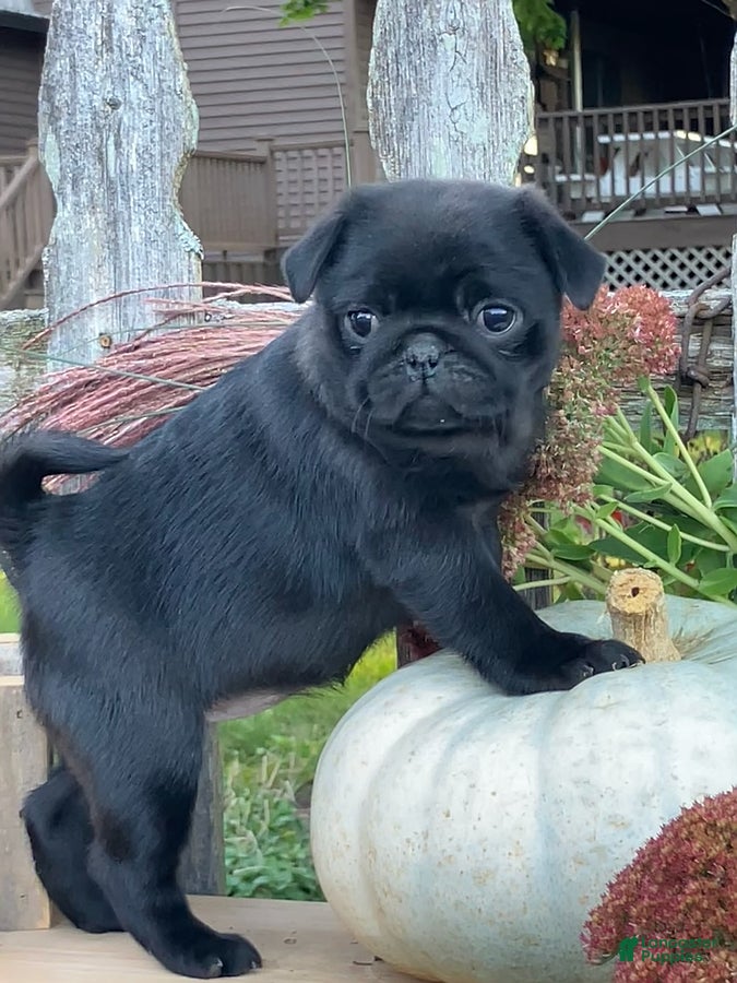 Pug dogs Cocoa - Ad 1