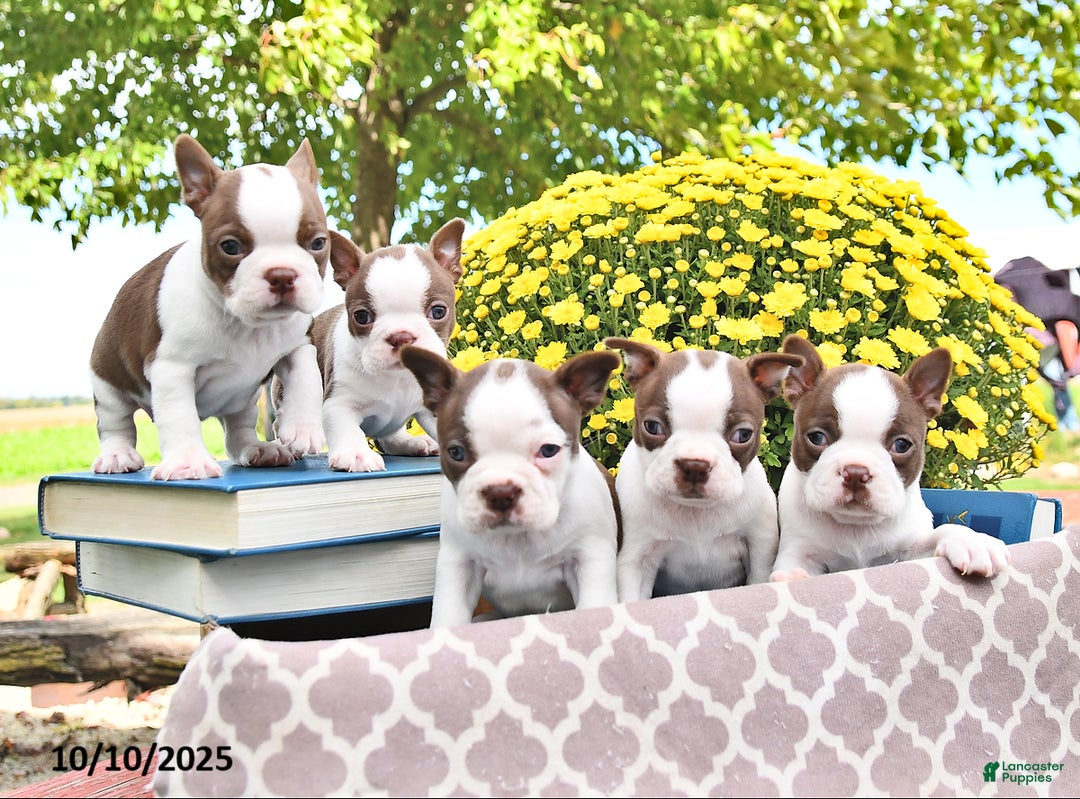 Boston Terrier dogs for sale: Trent - Ad 20