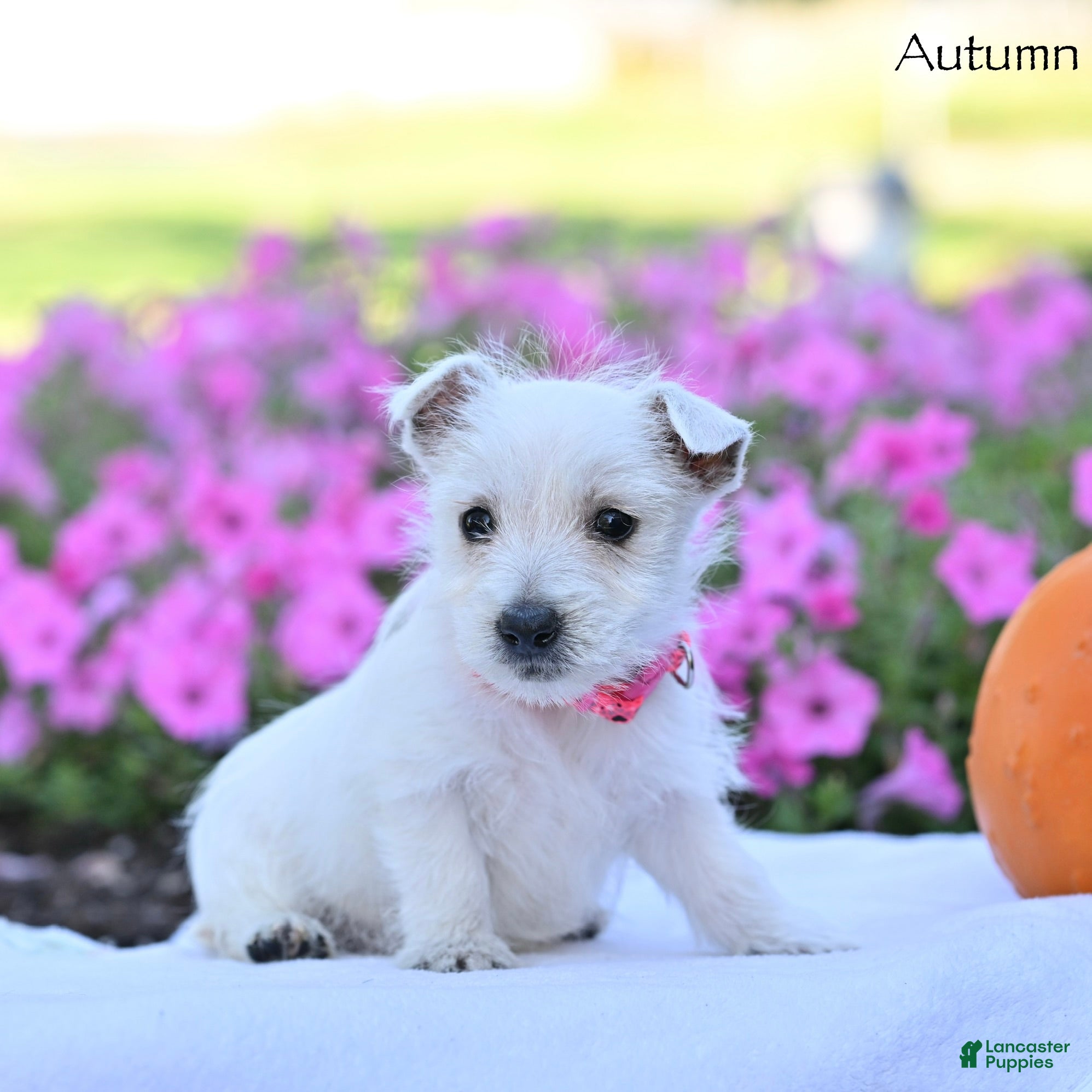 West Highland Terrier dogs Autumn  - Ad 1