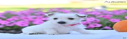 West Highland Terrier dogs for sale: Autumn  - Ad 1