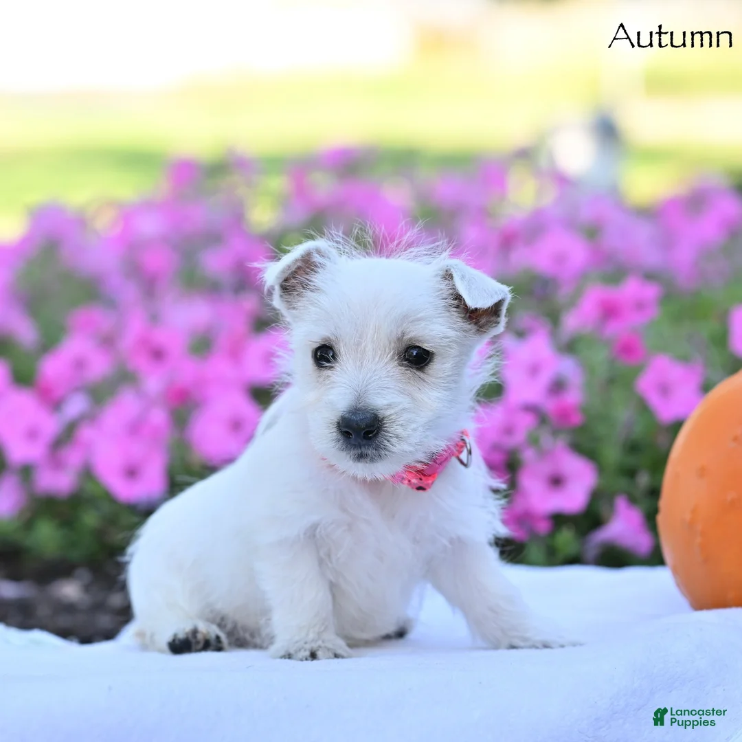 West Highland Terrier dogs for sale: Autumn  - Ad 1