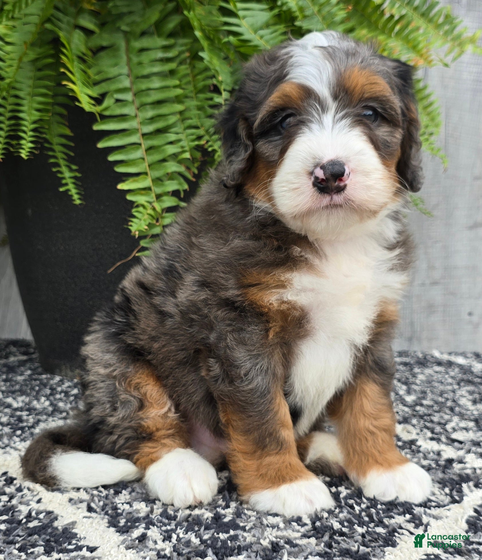 Mini Bernedoodle dogs Mini Jett - Ad 2