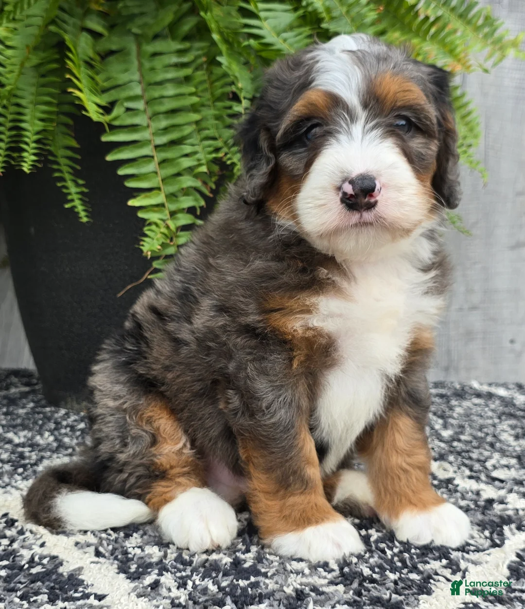 Mini Bernedoodle dogs for sale: Mini Jett - Ad 2