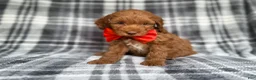 Cockapoo dogs for sale: Max - Ad 6