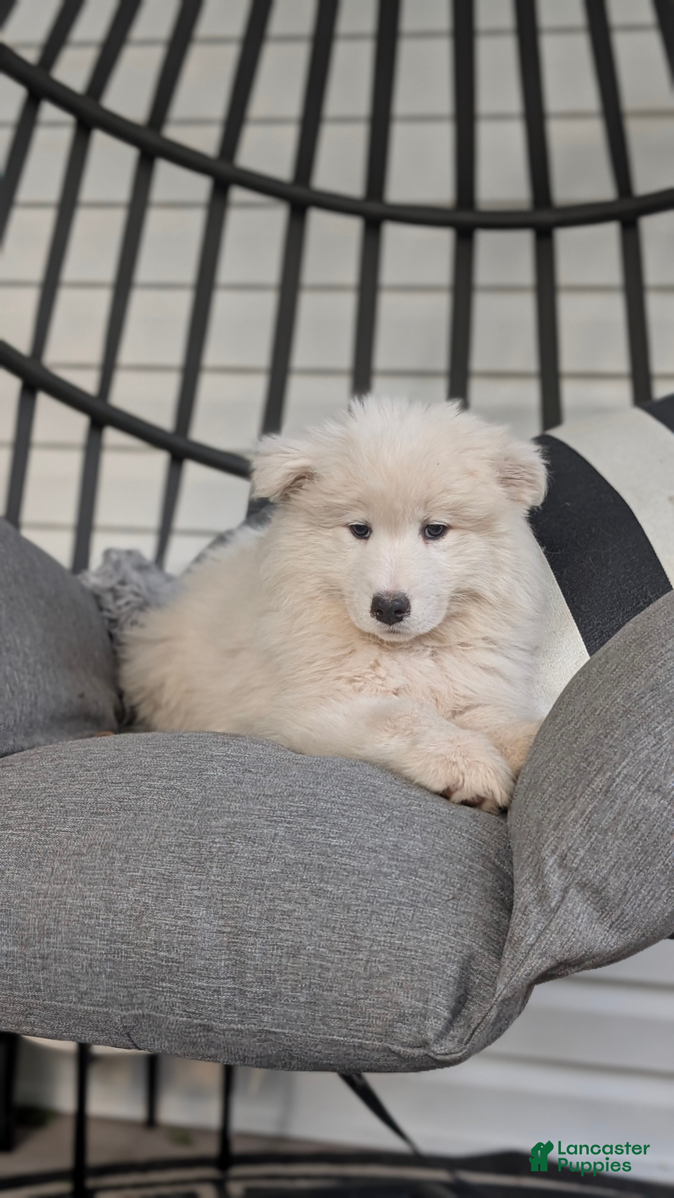 Samoyed dogs Ella - Ad 2