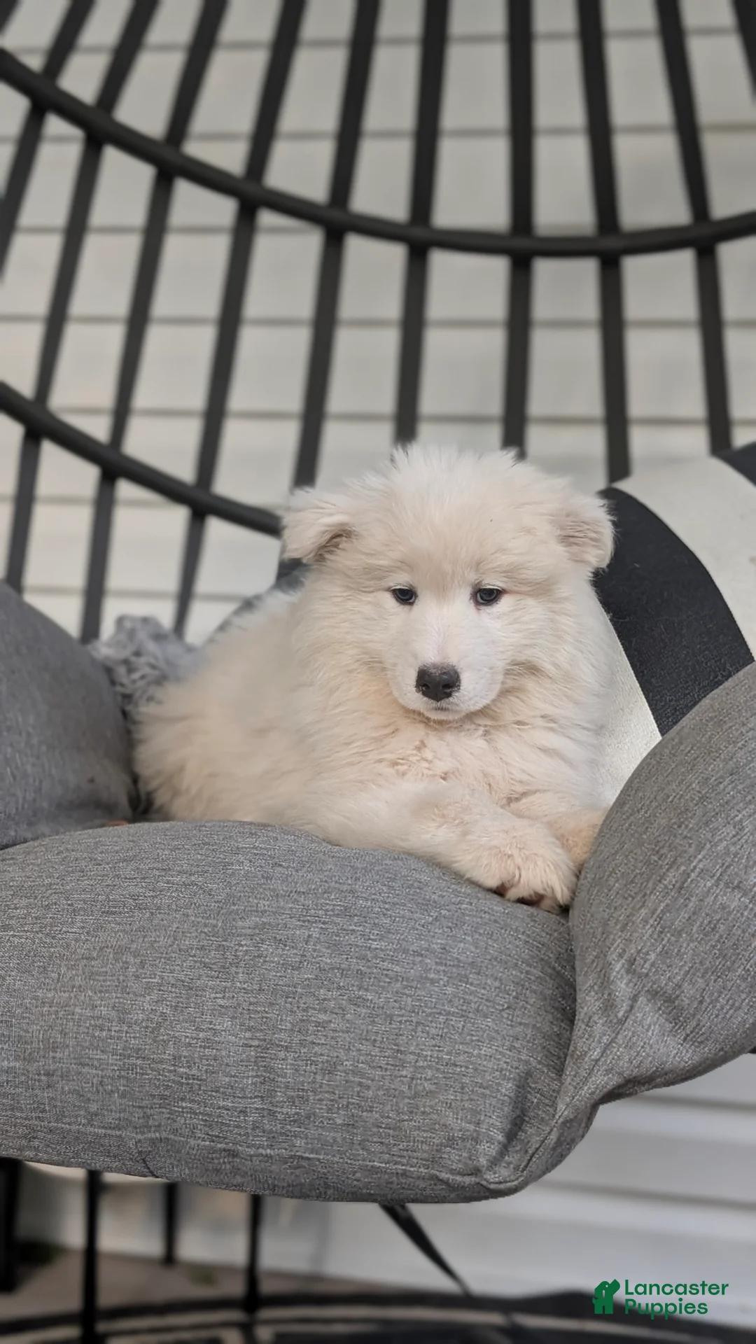 Samoyed dogs for sale: Ella - Ad 2