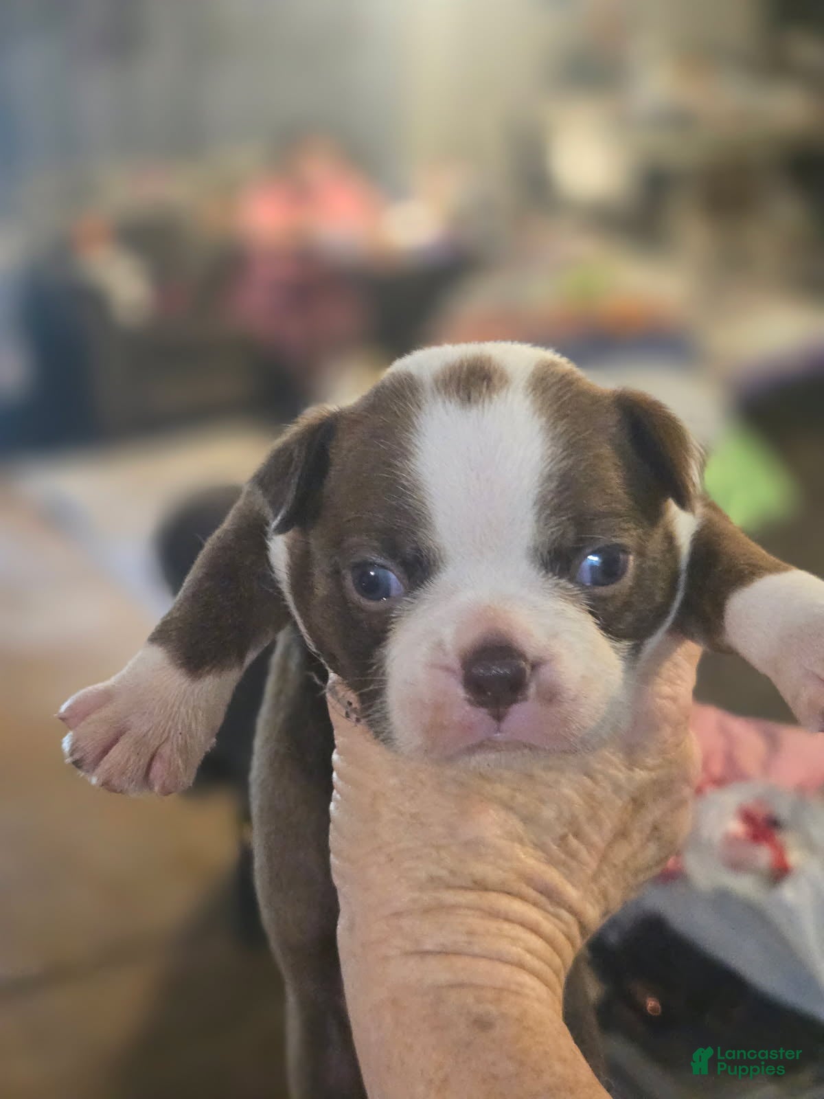 Boston Terrier dogs Alvin - Ad 1
