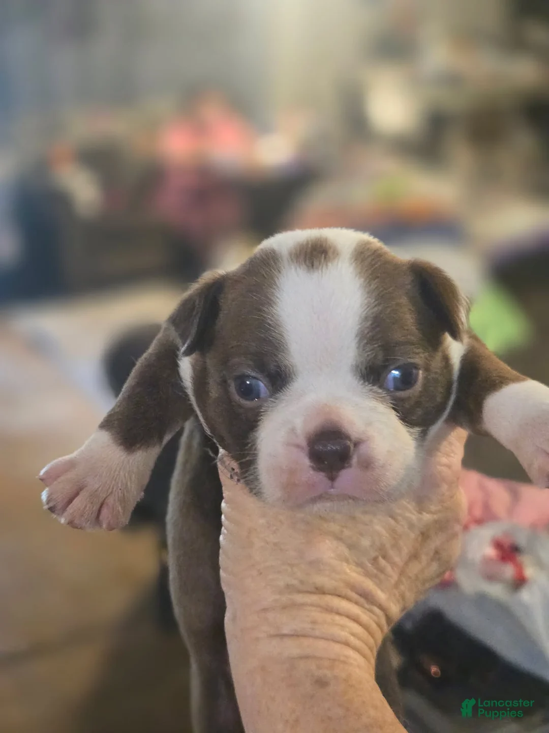 Boston Terrier dogs for sale: Alvin - Ad 1