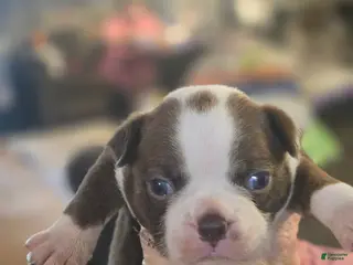 Boston Terrier dogs Alvin - Ad 1