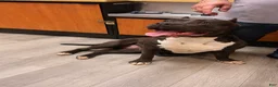 American Bully dogs for sale: American Bully Puppy 3 - Ad 7
