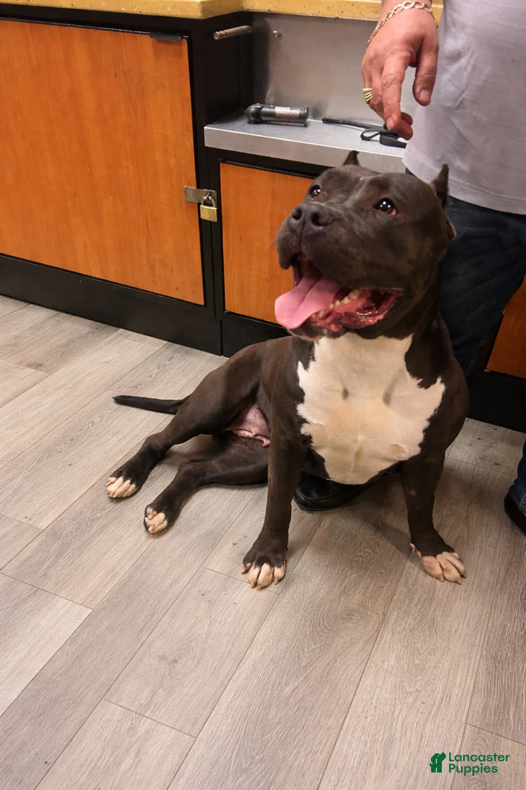 American Bully dogs for sale: American Bully Puppy 3 - Ad 7