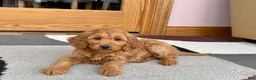 Cockapoo dogs for sale: Manny - Ad 3