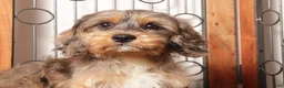 Cavapoo dogs for sale: Bill - Ad 2