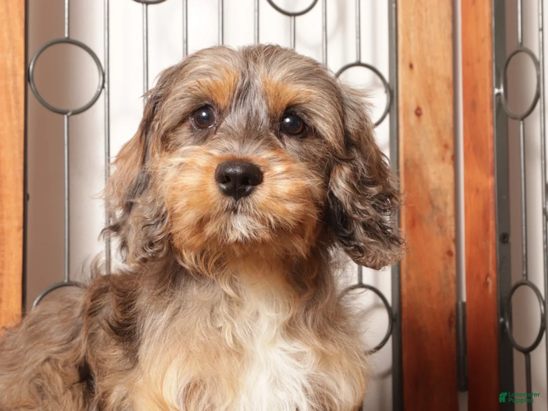 Cavapoo dogs for sale: Bill - Ad 2
