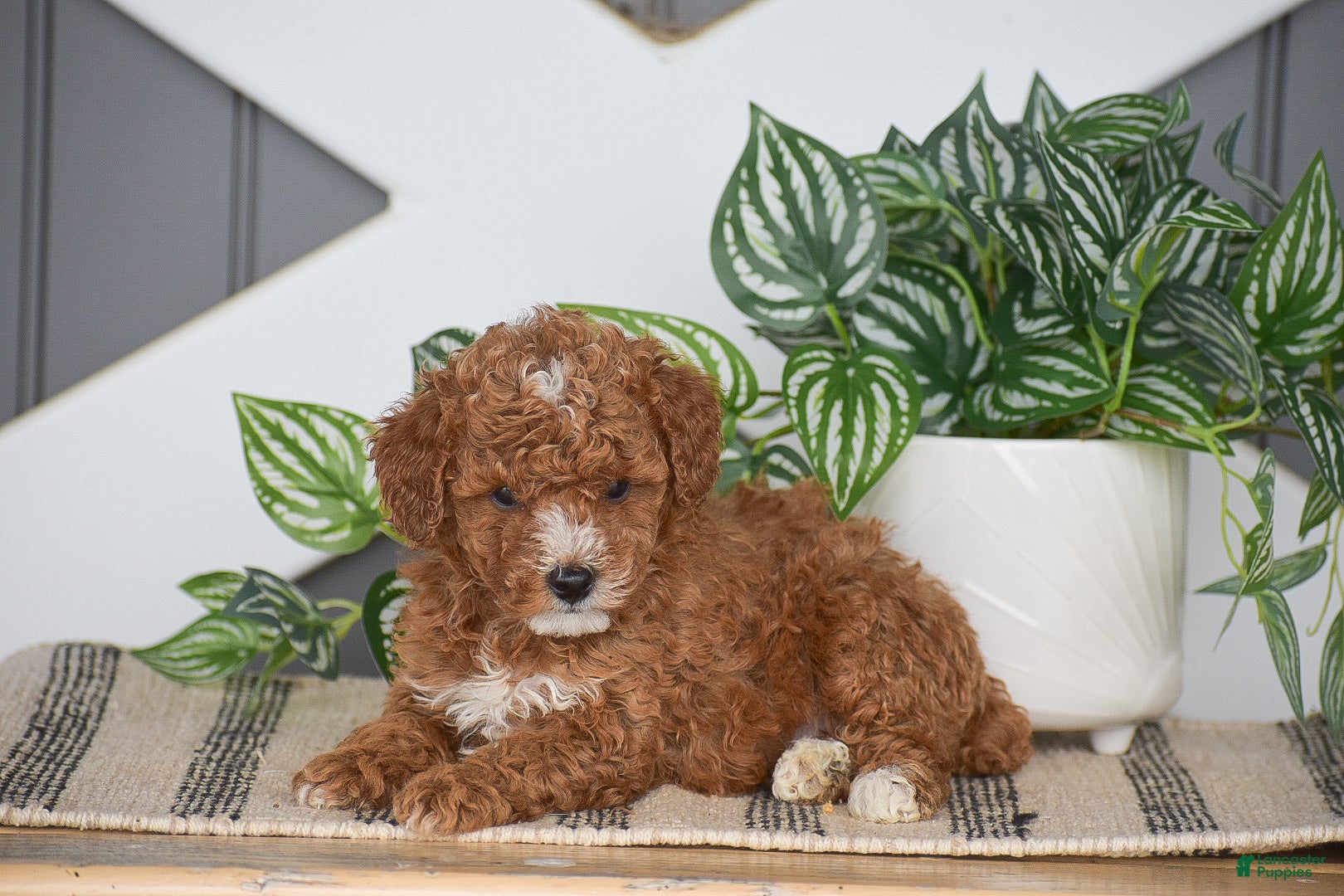 Miniature Poodle dogs for sale: Odessa - Ad 3