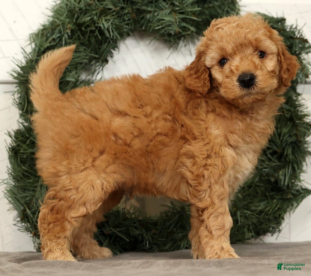 Mini Goldendoodle dogs for sale: Santana - Ad 3