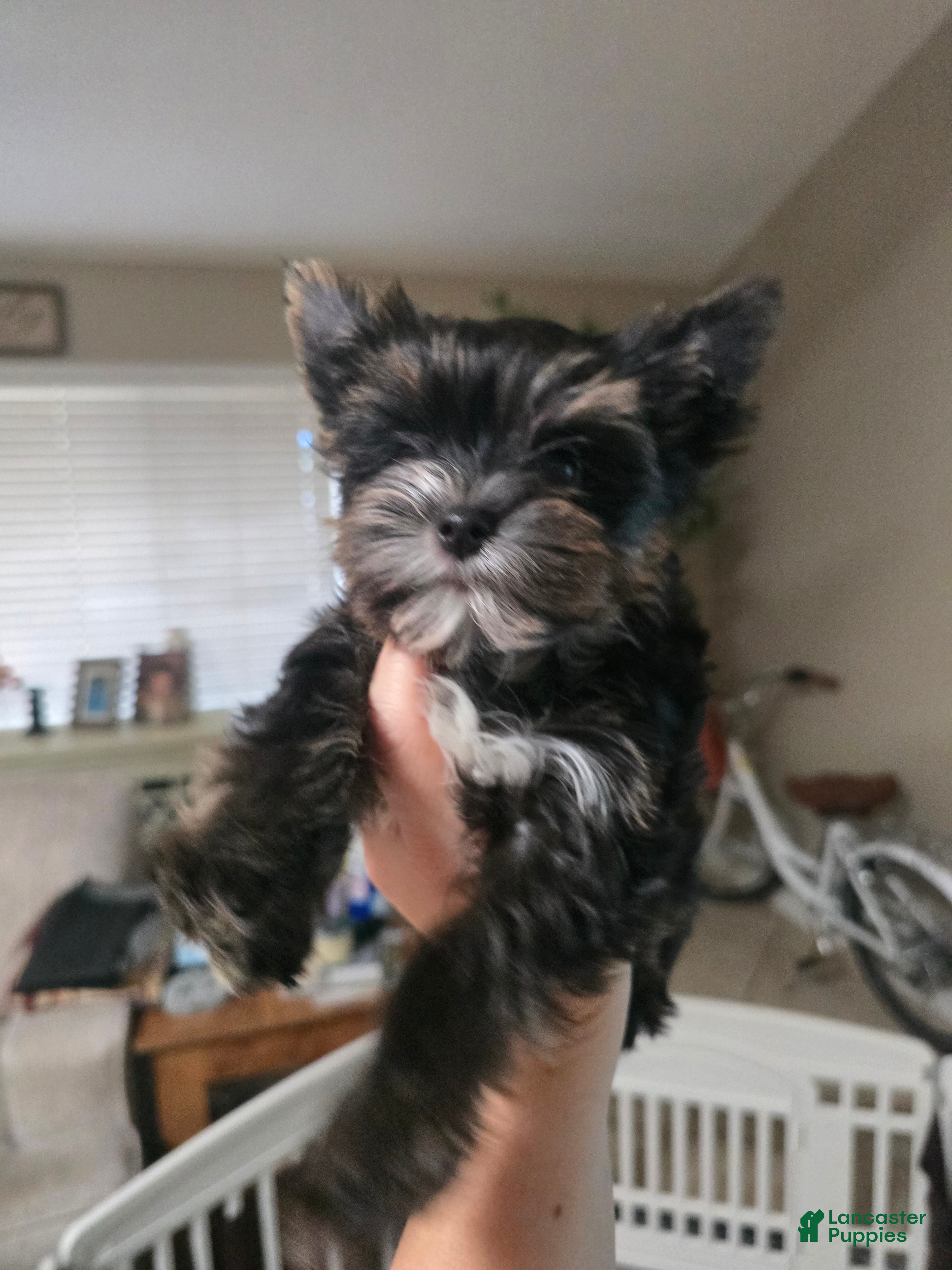 Yorkshire Terrier dogs Yorkshire Terrier Puppy 2 - Ad 2