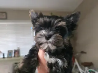 Yorkshire Terrier dogs Yorkshire Terrier Puppy 2 - Ad 2