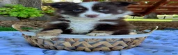Miniature Australian Shepherd dogs for sale: Buddy - Ad 2