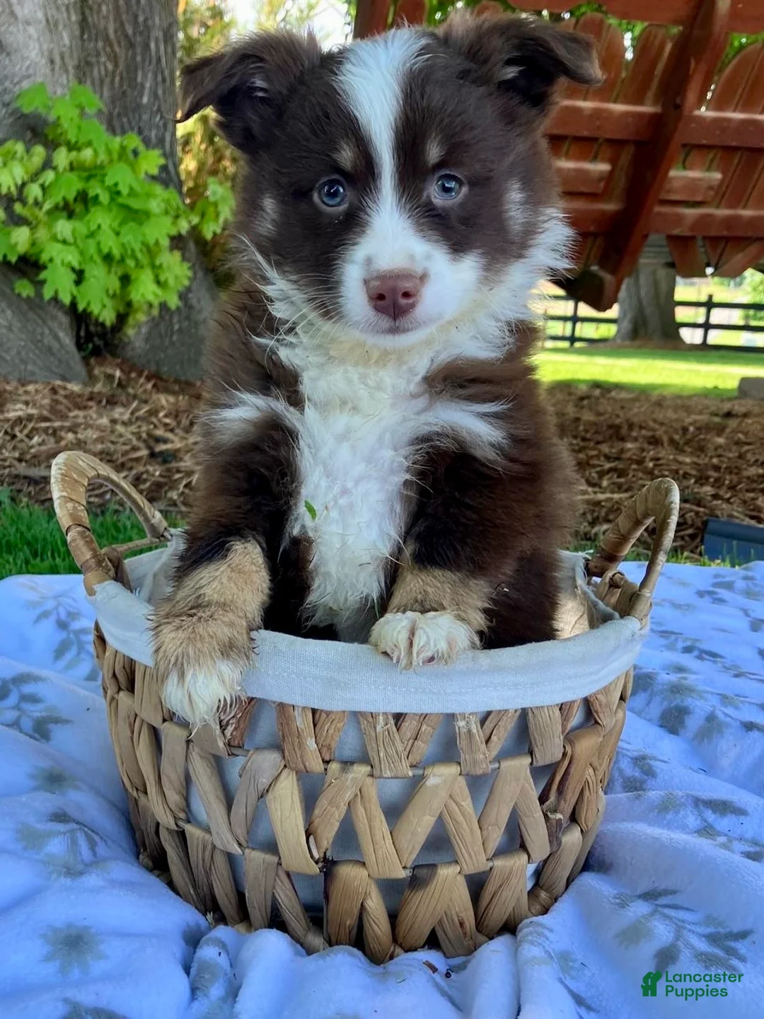 Miniature Australian Shepherd dogs for sale: Buddy - Ad 2