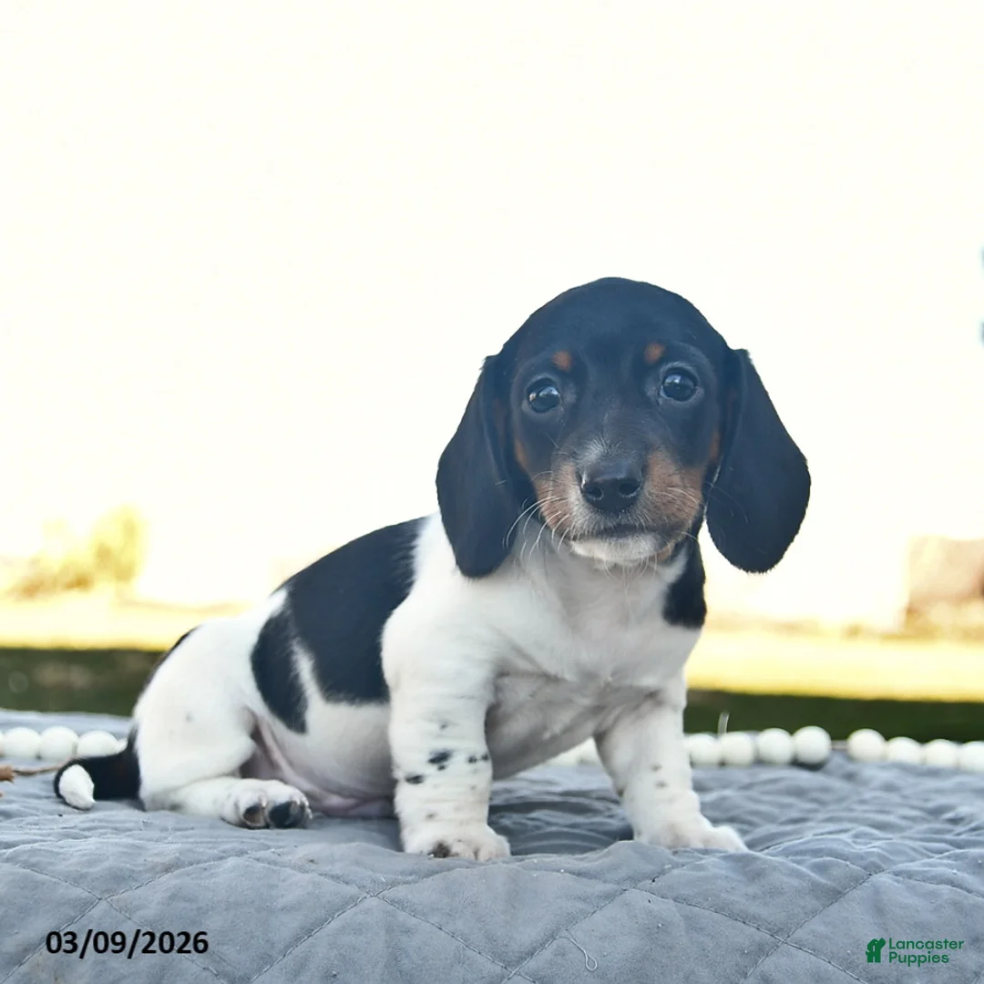 Miniature Dachshund dogs for sale: Parker  - Ad 2