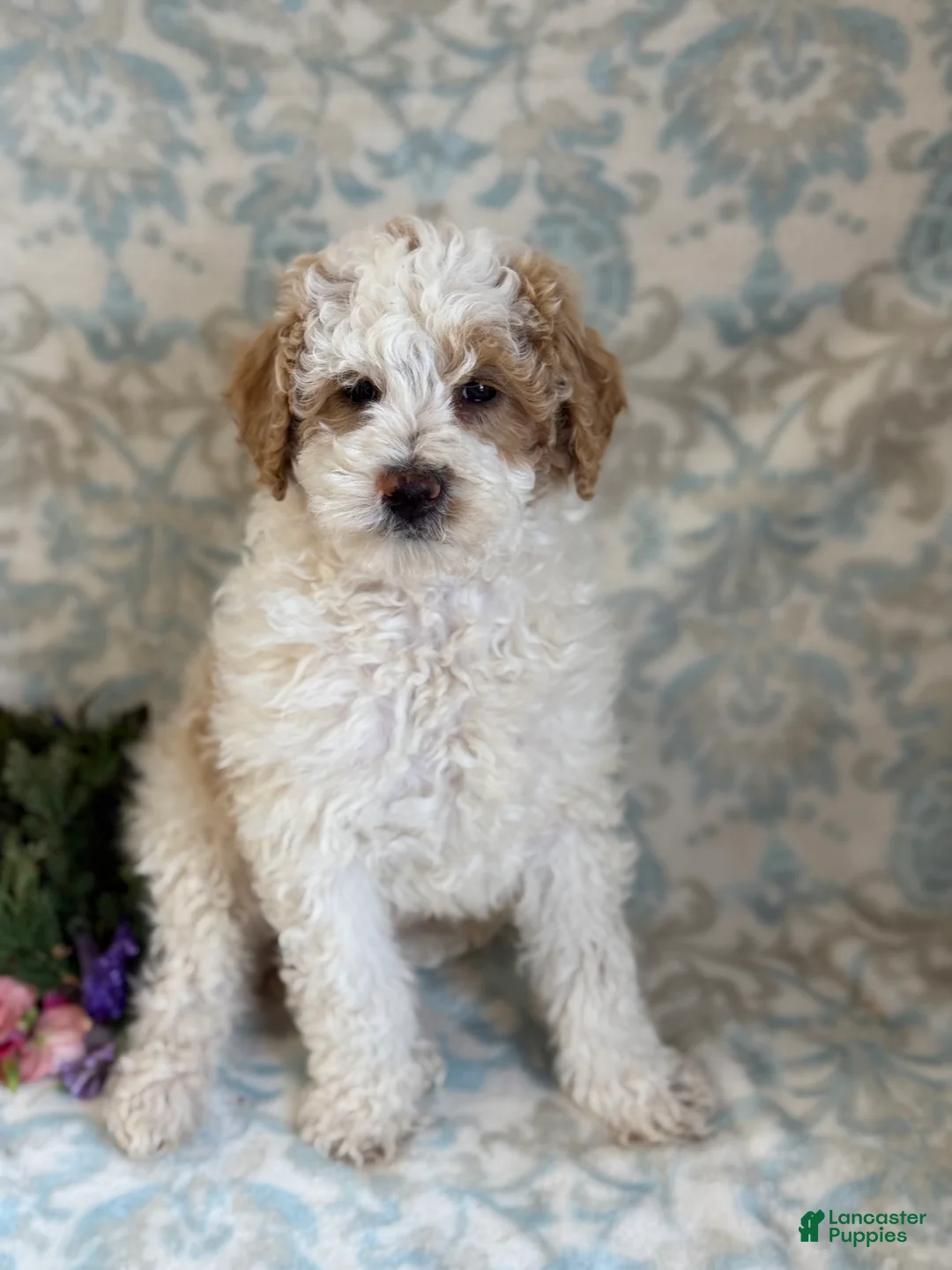 Mini Goldendoodle dogs for sale: Checkers - Ad 12