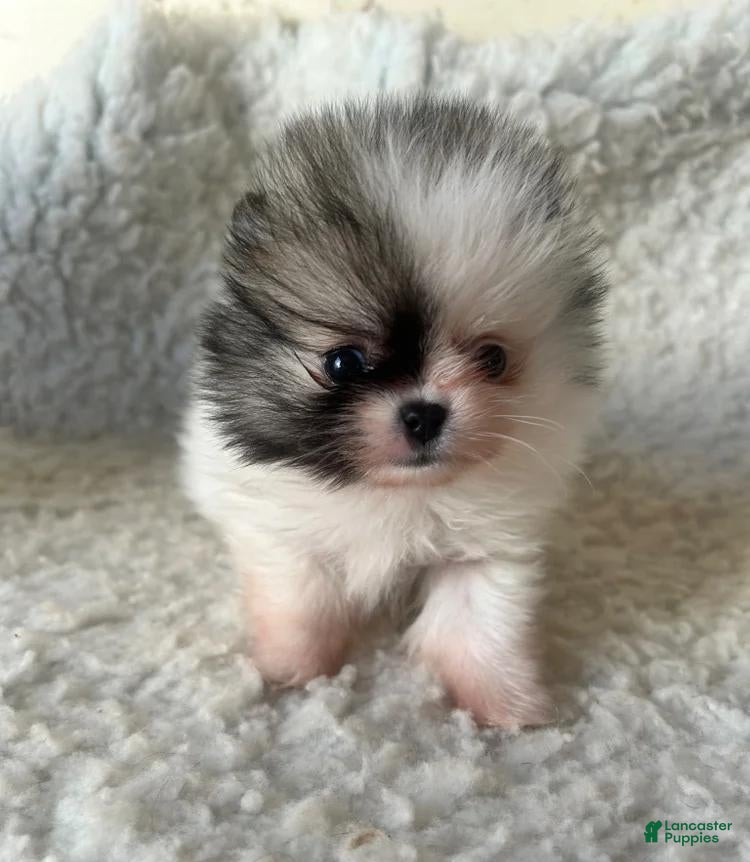 Pomeranian dogs Nyla - Ad 23