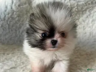 Pomeranian dogs Nyla - Ad 23