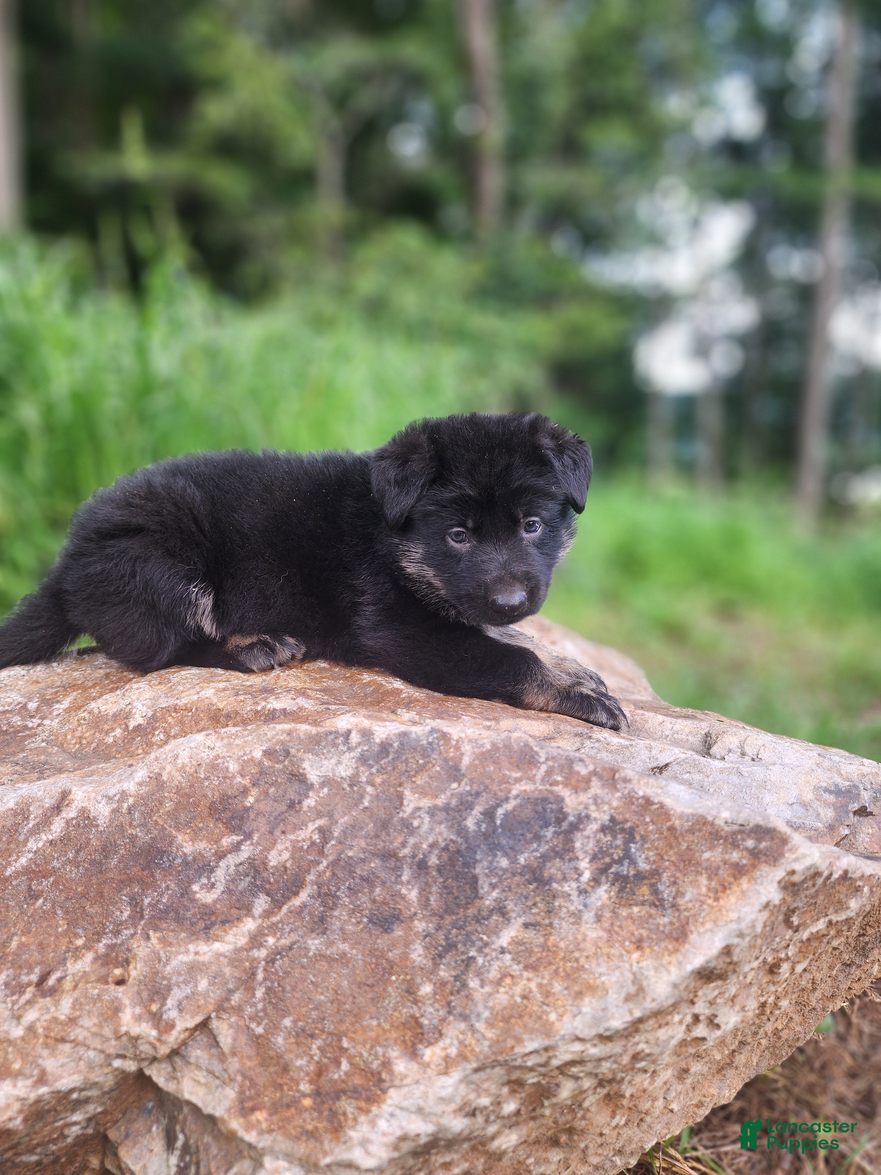 German Shepherd dogs  Timba - Ad 2