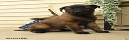 Belgian Malinois dogs for sale: Cash - Ad 3