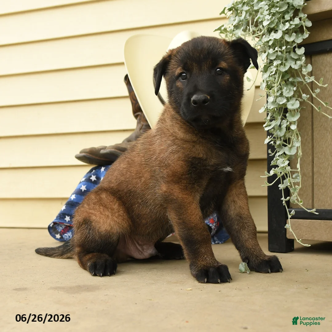 Belgian Malinois dogs for sale: Cash - Ad 3