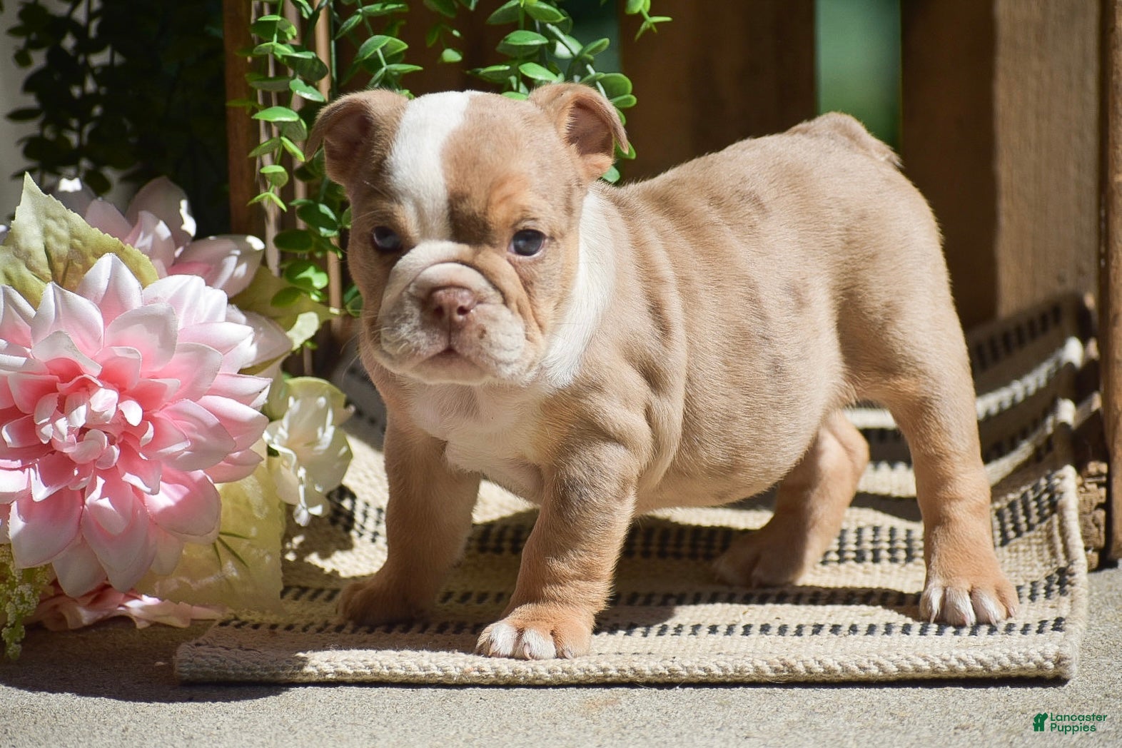 English Bulldog dogs Miley - Ad 1