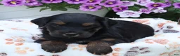 Mini Goldendoodle dogs for sale: Faye - Ad 1