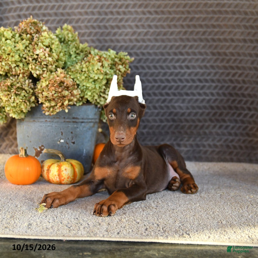 Doberman Pinscher dogs Nova - Ad 2