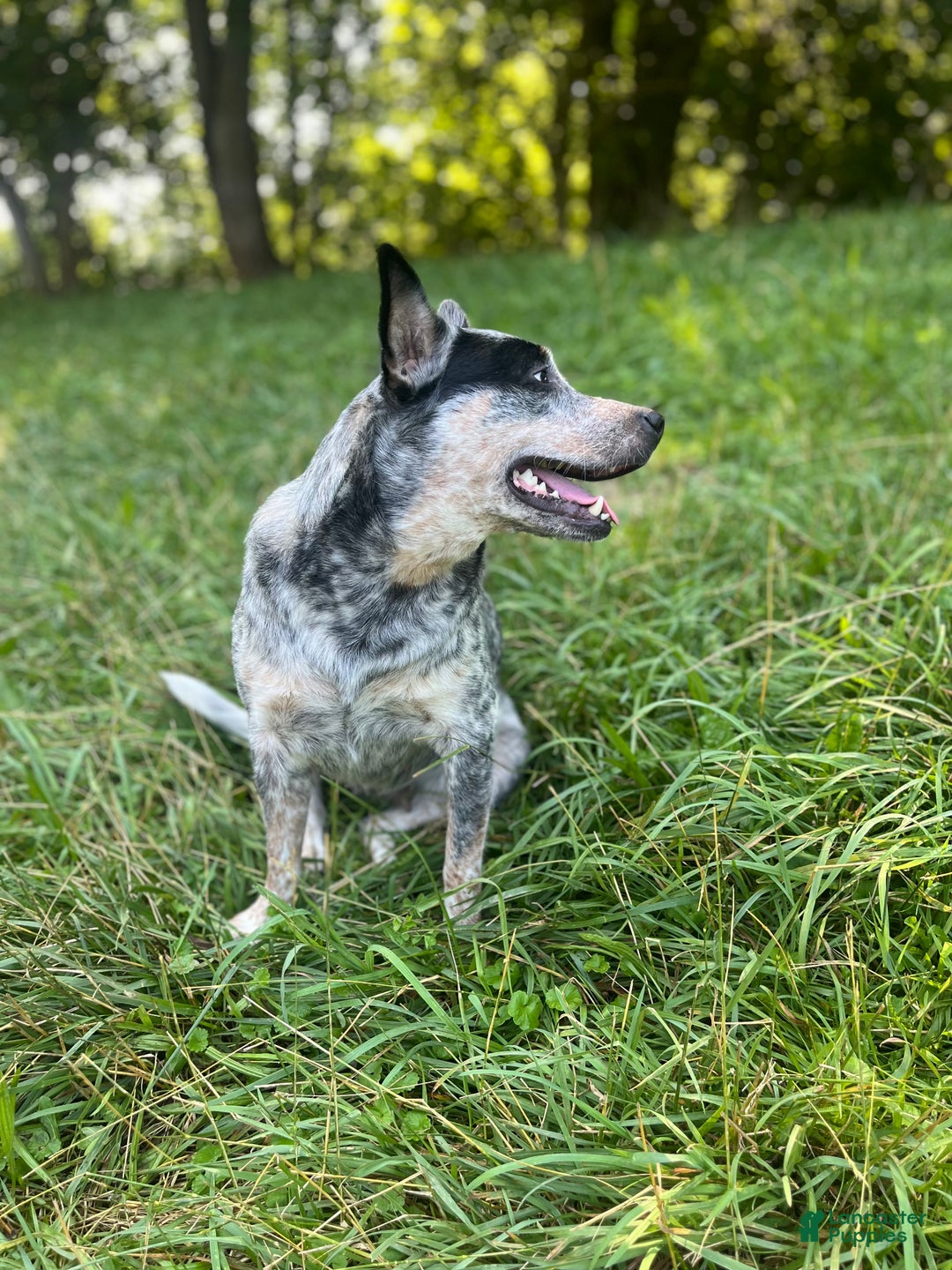 Australian Cattle Dog dogs for sale: Australian Cattle Dog Puppy 1 - Ad 16