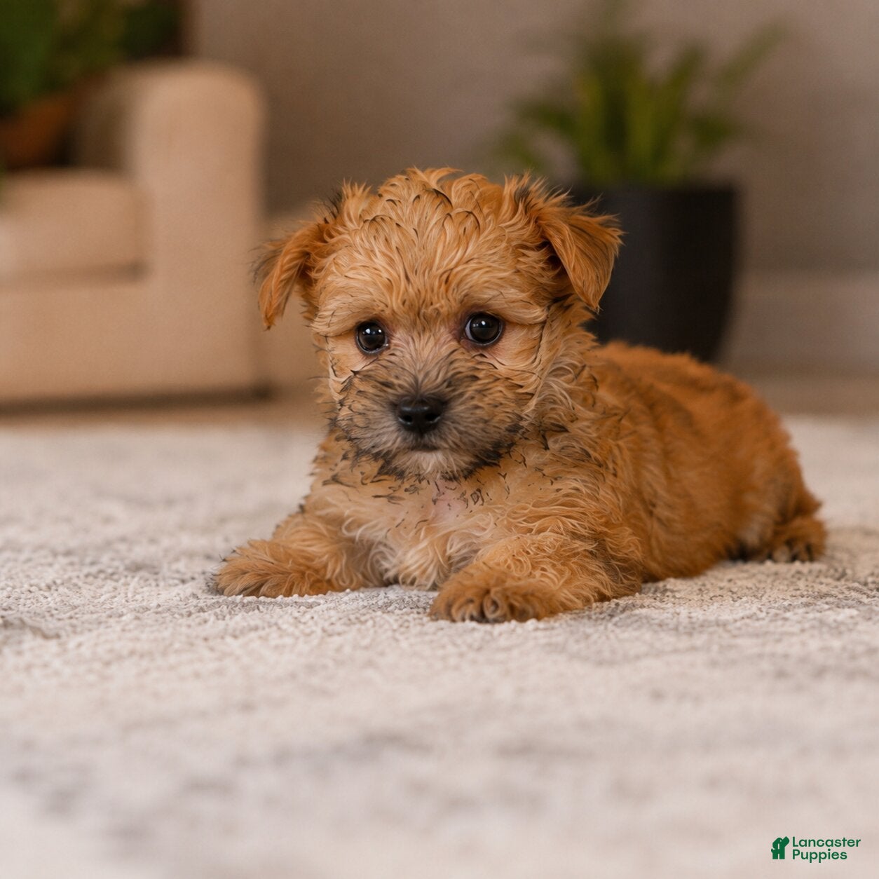Morkie dogs Morkie 2 - Ad 2