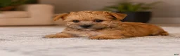 Morkie dogs for sale: Morkie 2 - Ad 2