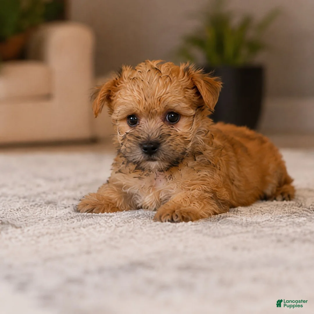 Morkie dogs for sale: Morkie 2 - Ad 2