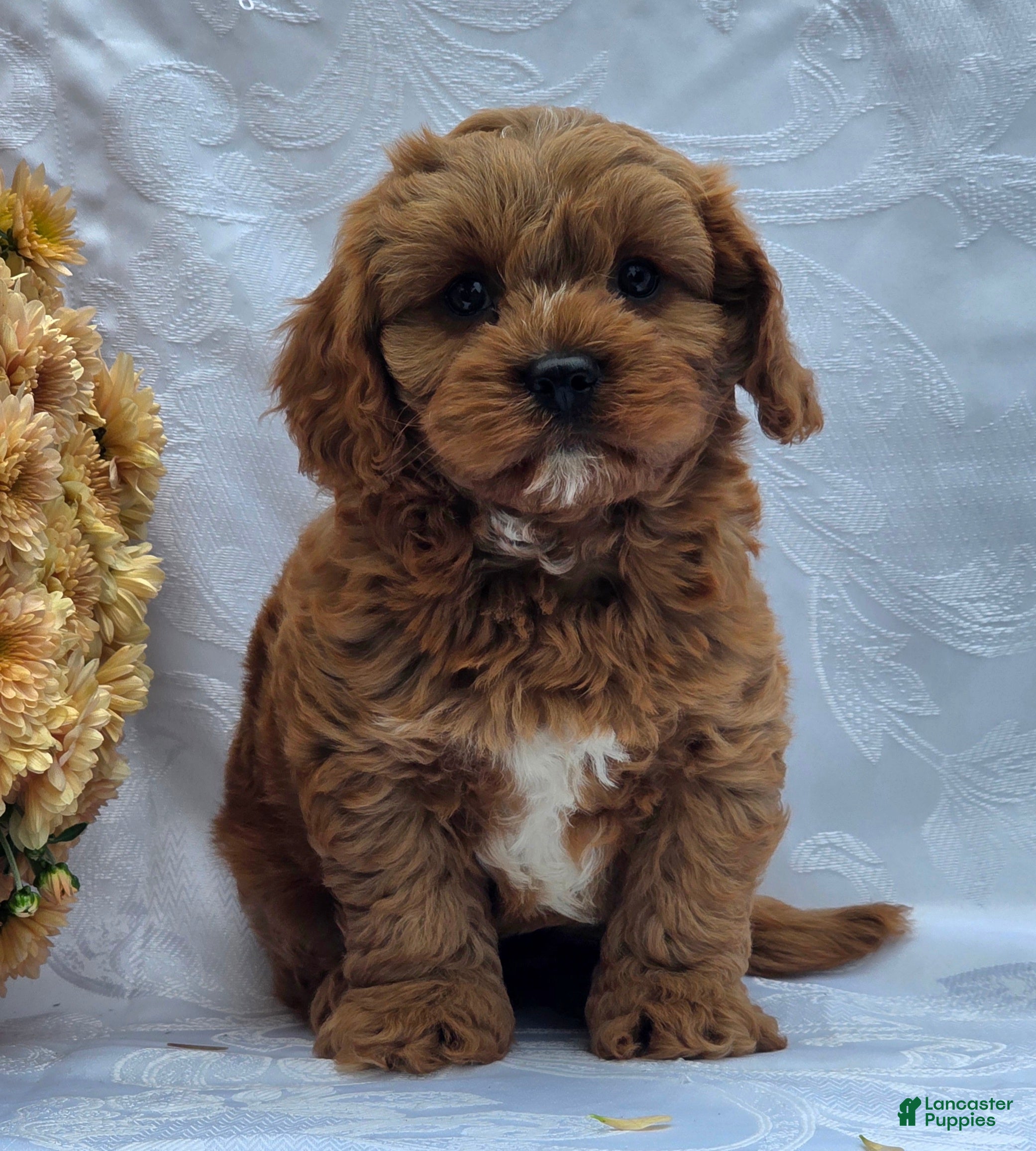 Cavapoo dogs Rosco - Ad 2