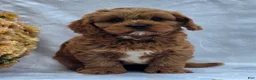 Cavapoo dogs for sale: Rosco - Ad 2