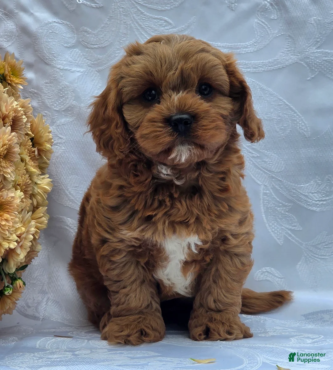 Cavapoo dogs for sale: Rosco - Ad 2