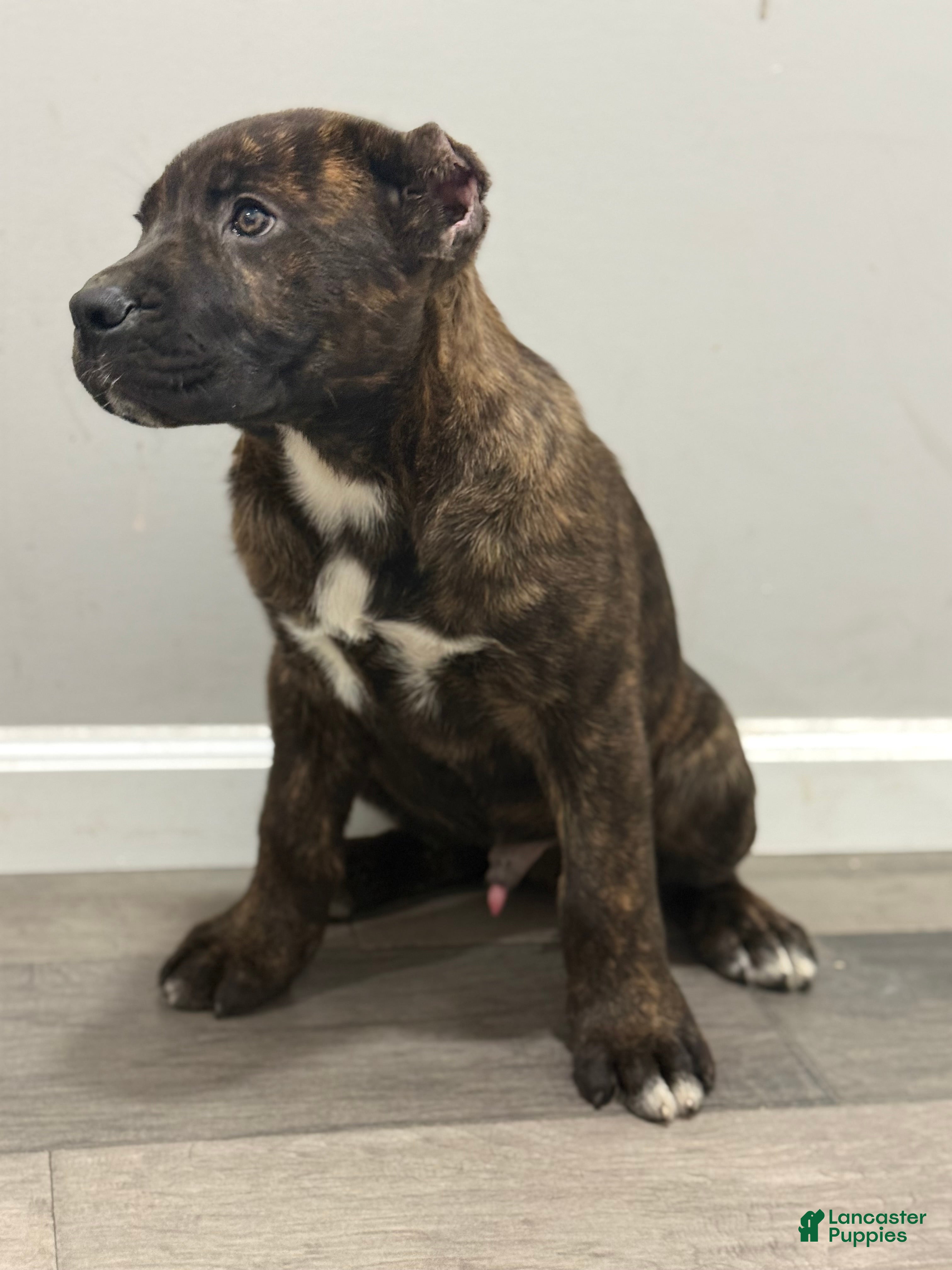 Cane Corso dogs Constantino - Ad 14