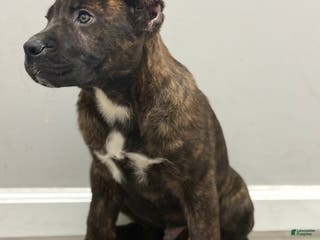 Cane Corso dogs Constantino - Ad 12