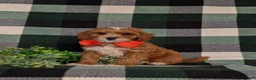 Cavapoo dogs for sale: Christoffer - Ad 3