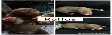 Ruffus
