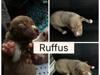 German Shepherd dogs Ruffus - Ad 6