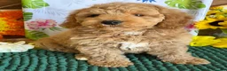 Mini Goldendoodle dogs for sale: Thompson - Ad 2