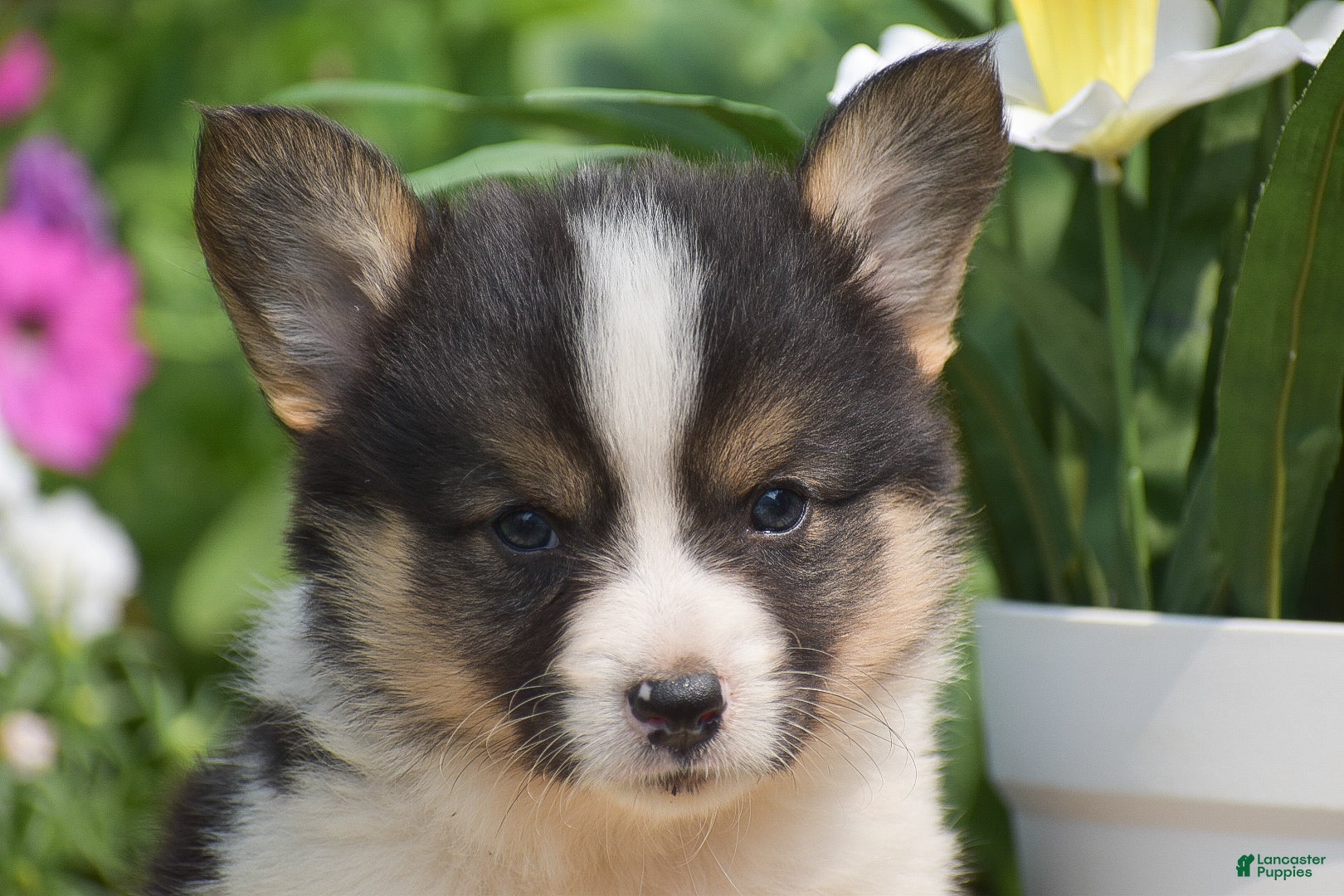 Welsh Corgi Pembroke dogs Cowboy - Ad 2